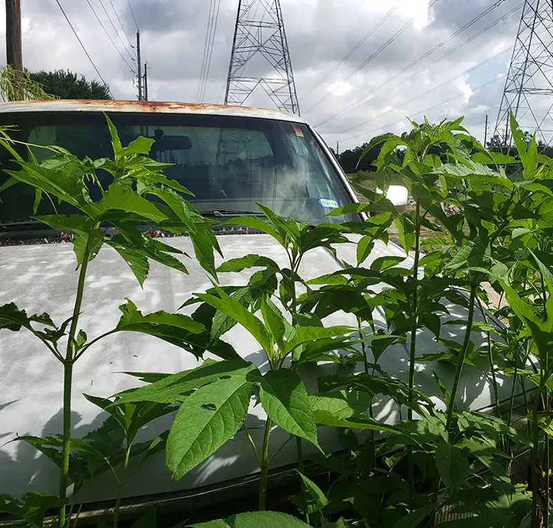 Photo of rusting white truck obscured by tall leafy foliage in a green field